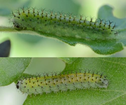 Réf. 301 505 : Periclista lineolata